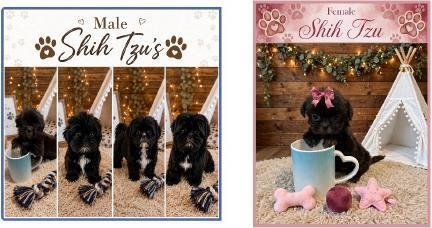 AAAAdorable Home Raised AAAAdorable Home Raised SHIH-TZU, males & females, looking for loving forever homes. $1,000-$1,400 each. All puppies current on shots/deworming. CASH ONLY Call/text 505-322-5623