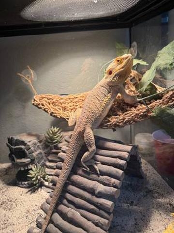  BEARDED DRAGON 