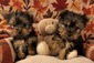 Adorable Yorkie Puppies <br> Adorable Yorkie Puppies They're registered with first vaccinations and dewormings. Call or Text 505-340-1669 www.TiffanysPuppies.com